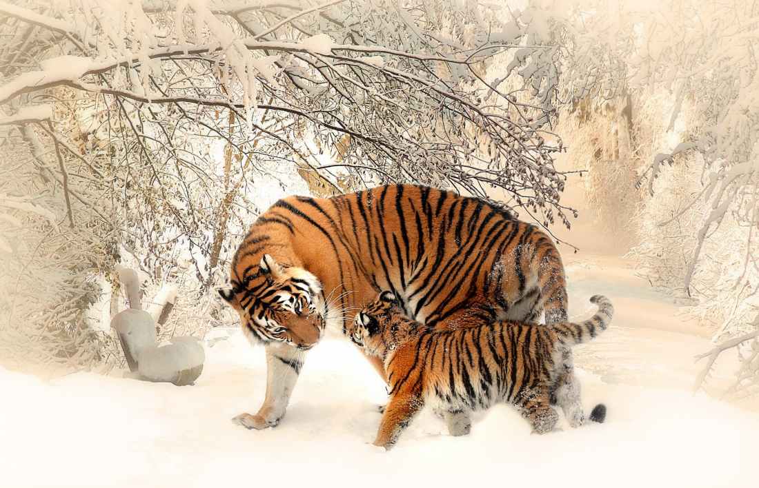 adult and cub tiger on snowfield near bare trees