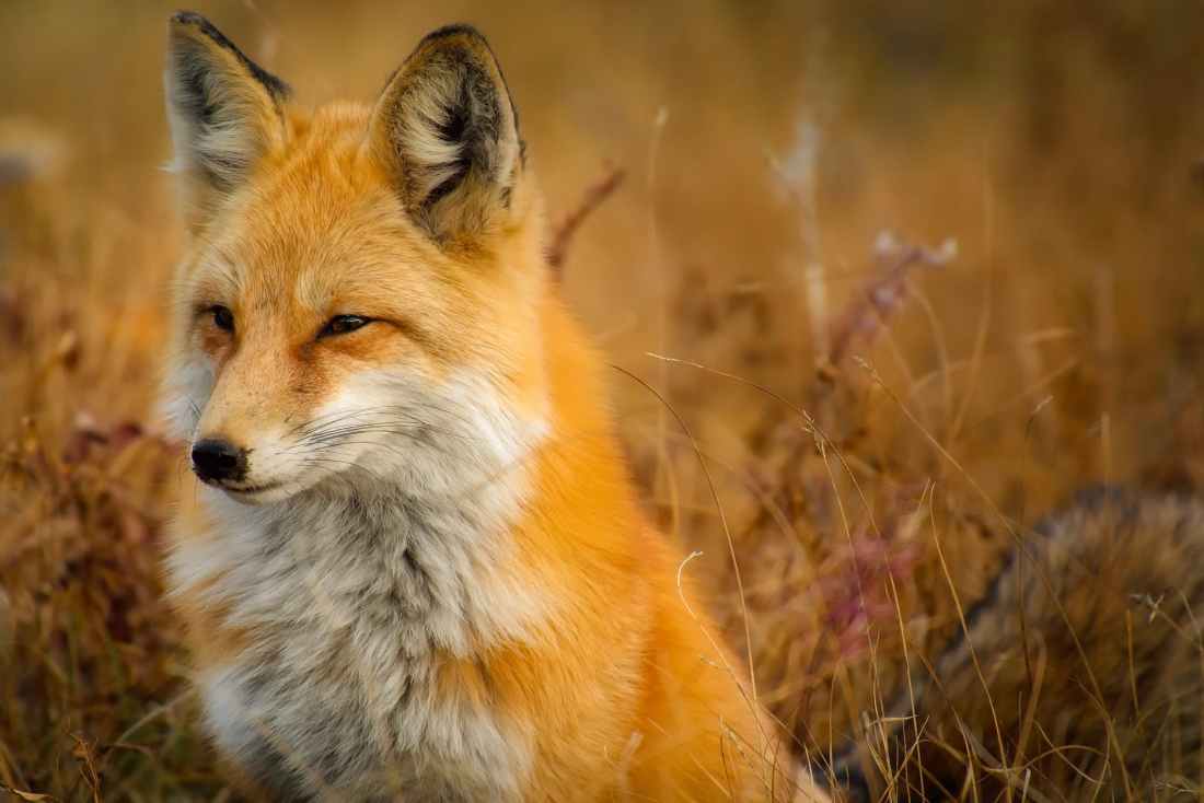 close up of fox on grass